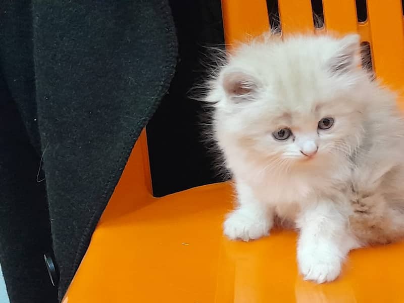 Adorable Persian Triple Coat Kittens for Sale – White & Ginger! 5