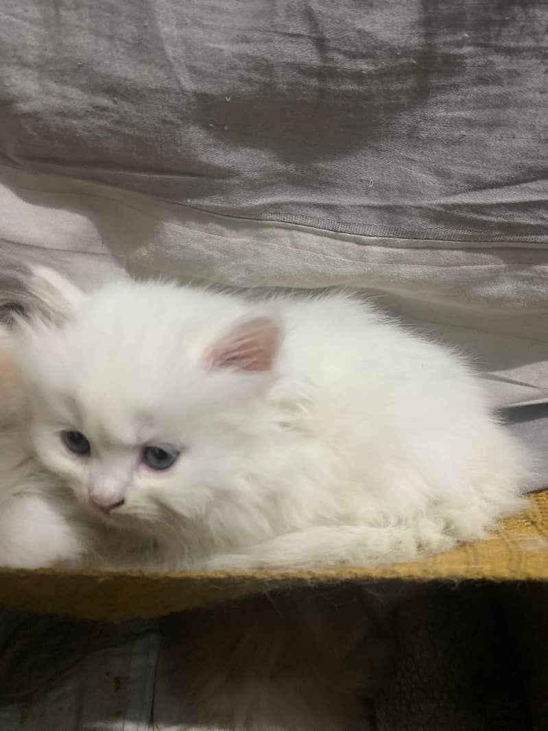 Adorable Persian Triple Coat Kittens for Sale – White & Ginger! 6