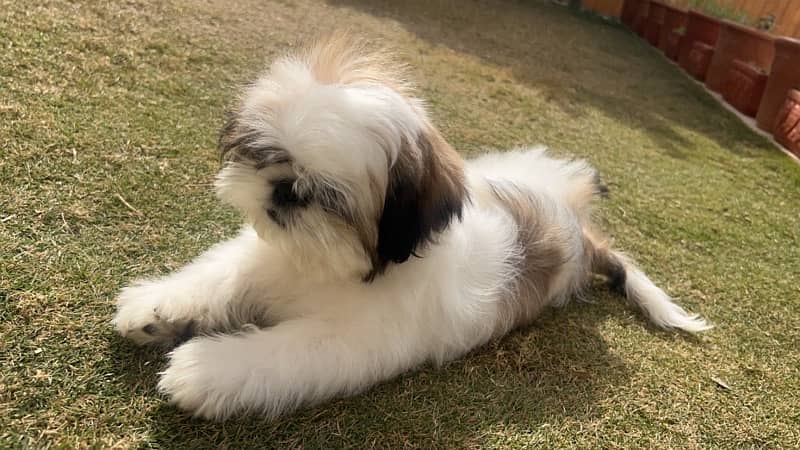 shihtzu puppy / Shih Tzu Male / shihtzu dog / Shihtzu male puppies 1