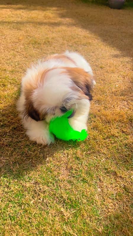 shihtzu puppy / Shih Tzu Male / shihtzu dog / Shihtzu male puppies 2