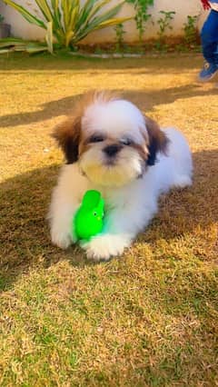 shihtzu puppy / Shihtzu dog / shitzu puppy / Shih Tzu male ped dog