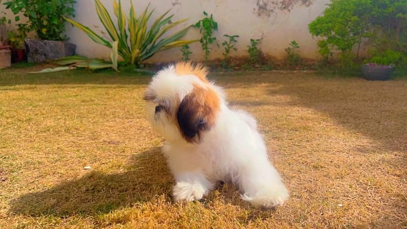 shihtzu puppy / Shih Tzu Male / shihtzu dog / Shihtzu male puppies 4