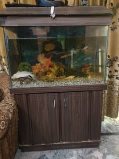 fish aquarium