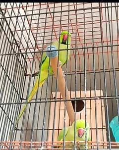 Cage end parrot