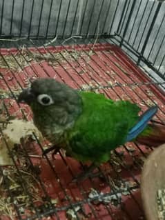 greencheekd conure