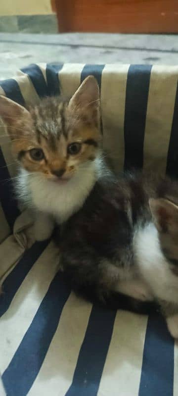 Persian stray kittens available 1