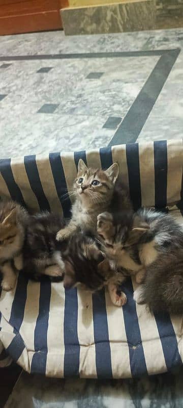 Persian stray kittens available 2