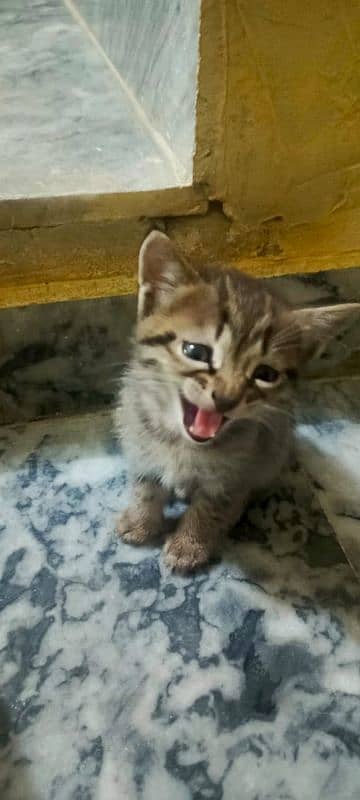 Persian stray kittens available 6