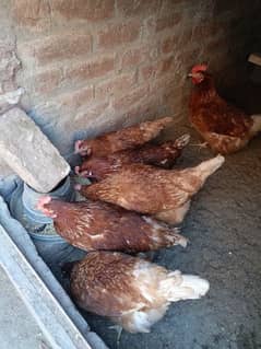 lamon brown egg laying hens