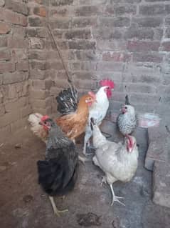 Desi Hens