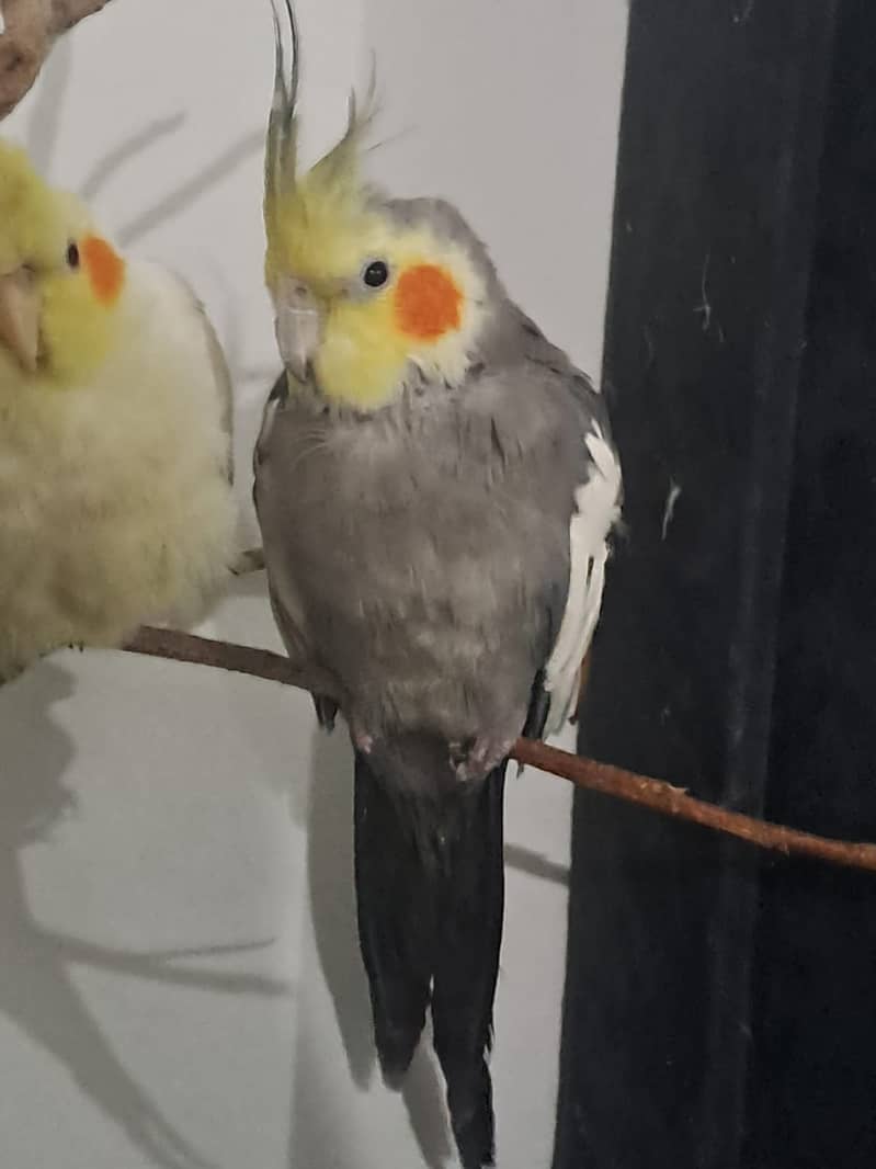 Parrots for sale urgent 4