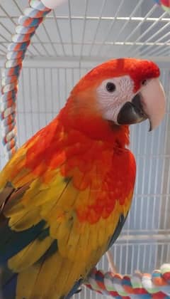 red macaw parrot cheeks for sale 03=36=044=60=68