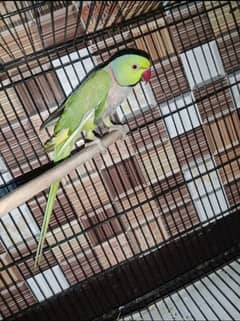 Parrot and cage for sale,good breed