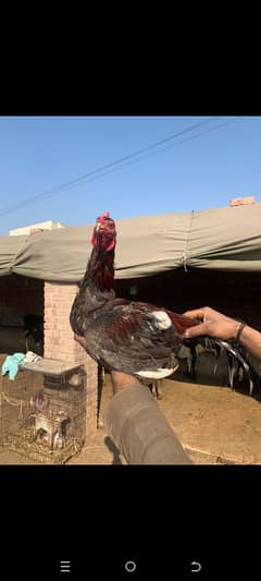 Hen