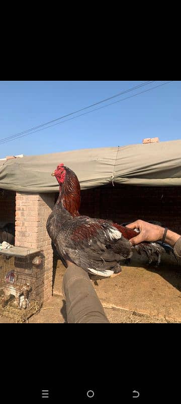 Hen For sale 3