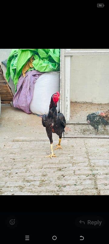 Hen For sale 5