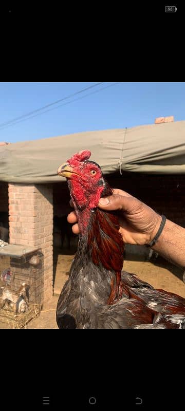 Hen For sale 7