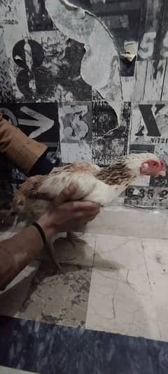 hen