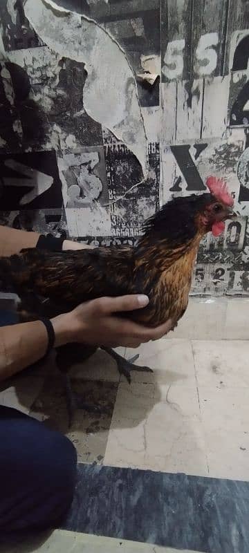 hen sale 2