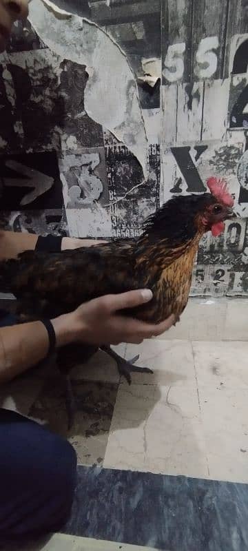 hen sale 3