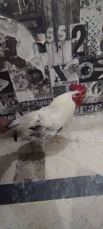 hen sale 6