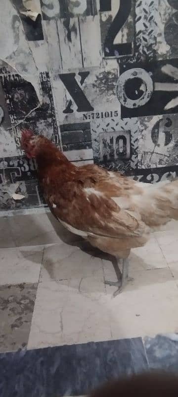 hen sale 7