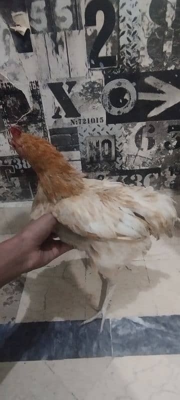 hen sale 8