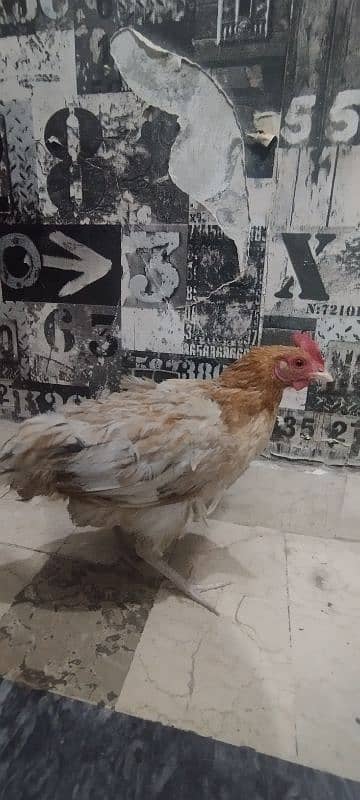 hen sale 9