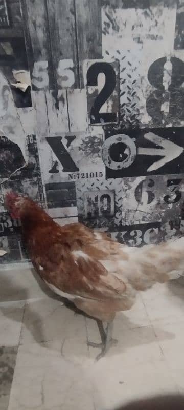 hen sale 10