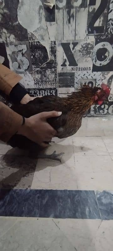 hen sale 11