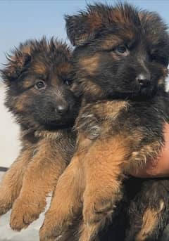 German shepherd long coat strong blood line black and tan puppies avlb