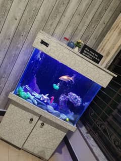 fish aquarium