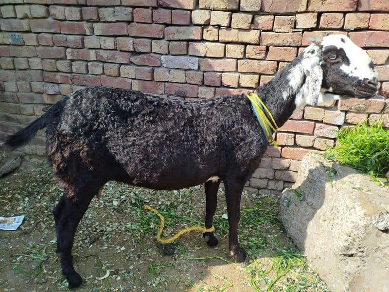 mundrey chatre or goat 4