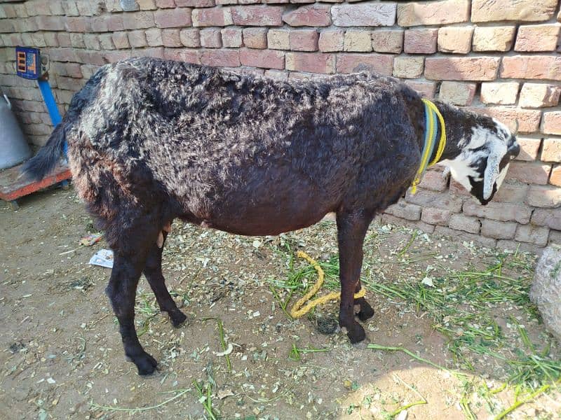 mundrey chatre or goat 5