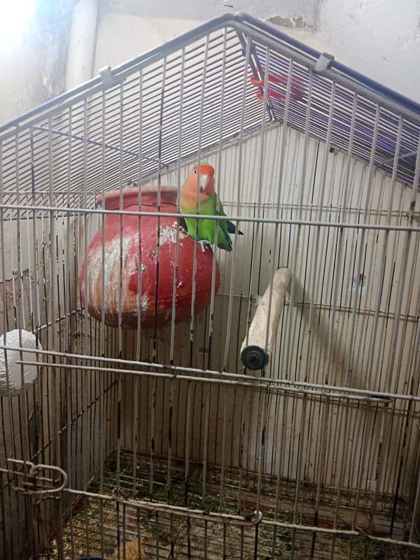 lovebirds sale price 3000 location nursery pechs block 6 0