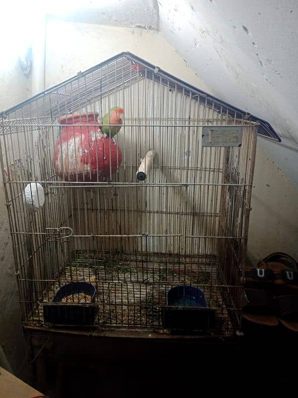 lovebirds sale price 3000 location nursery pechs block 6 1