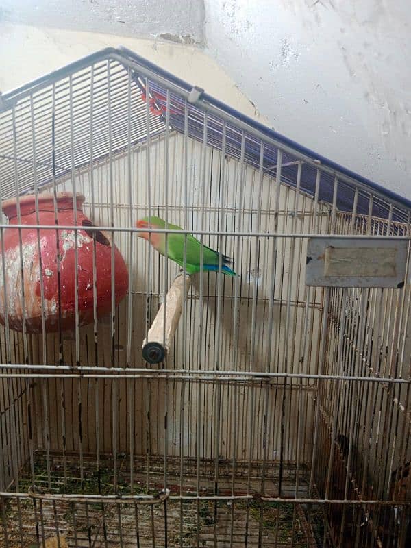 lovebirds sale price 3000 location nursery pechs block 6 2