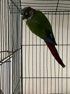 Green Chick Conure parrot