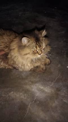 Male Cat for matting