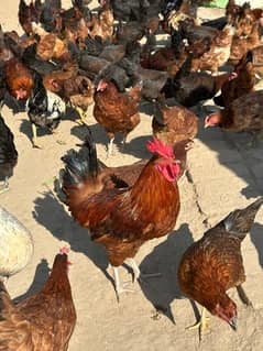 dasi  male female hens available