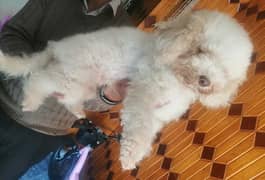 Toy poodle breeder female