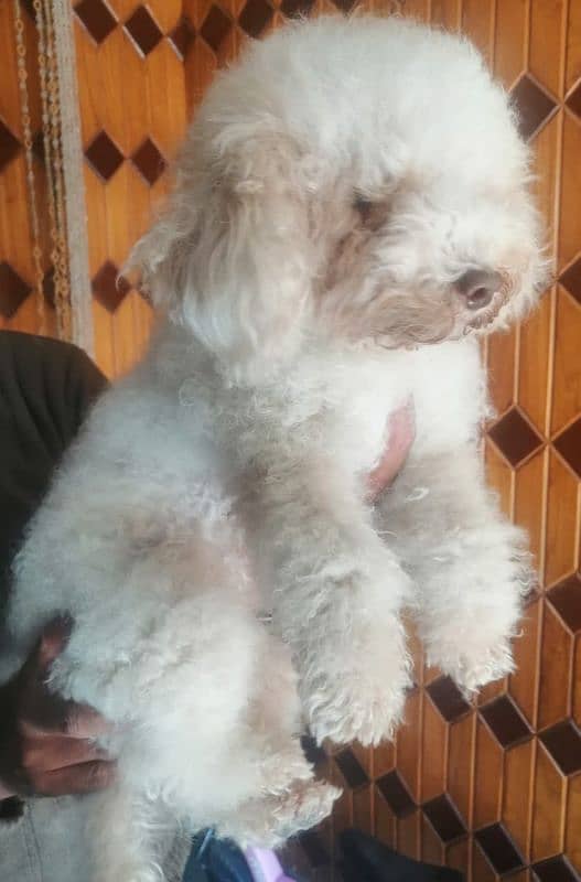 Toy poodle breeder female 1