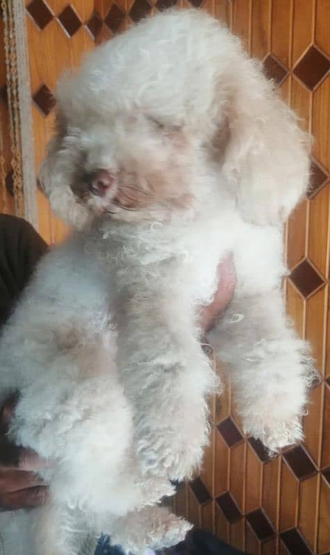 Toy poodle breeder female 2