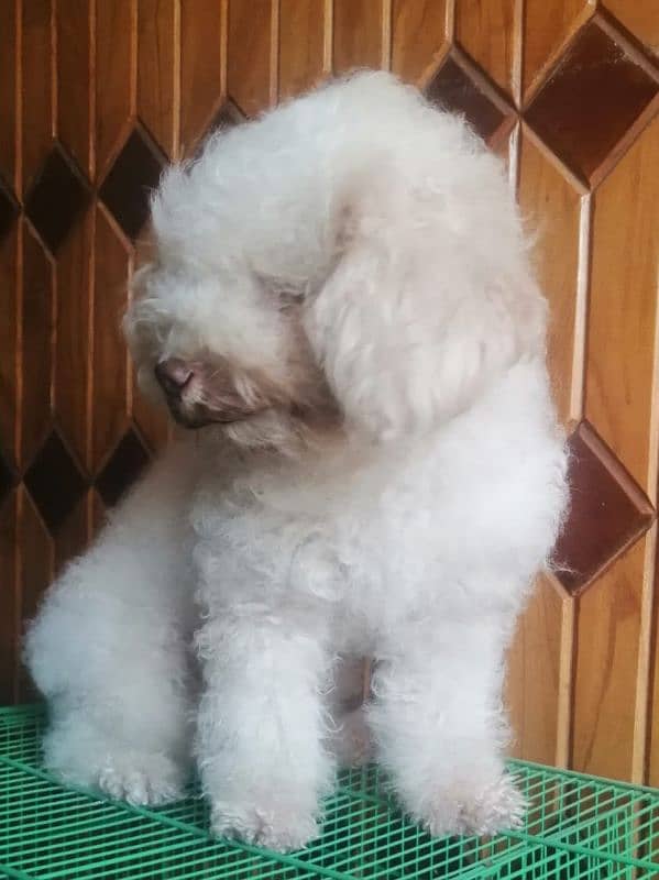 Toy poodle breeder female 4