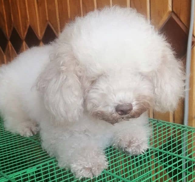 Toy poodle breeder female 5