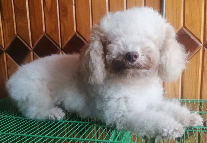 Toy poodle breeder female 6