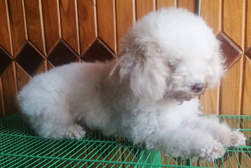 Toy poodle breeder female 7