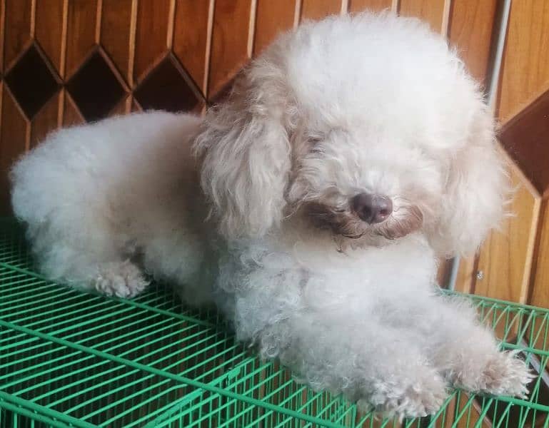 Toy poodle breeder female 9