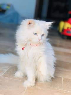 white Persian cat Triple coated