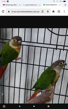 conure